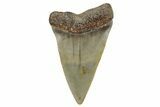 Fossil Broad-Toothed Mako Shark Tooth - North Carolina #272979-1